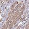 Centrosomal protein of 170 kDa antibody, HPA045787, Atlas Antibodies, Immunohistochemistry frozen image 