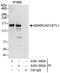 SWI/SNF-related matrix-associated actin-dependent regulator of chromatin subfamily A containing DEAD/H box 1 antibody, A301-592A, Bethyl Labs, Immunoprecipitation image 