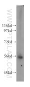 Lipase H antibody, 16602-1-AP, Proteintech Group, Western Blot image 