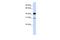 Ovo Like Zinc Finger 2 antibody, A07631, Boster Biological Technology, Western Blot image 