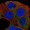 Protein Kinase C Eta antibody, NBP2-38711, Novus Biologicals, Immunocytochemistry image 