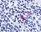Purinergic Receptor P2Y13 antibody, LS-A4905, Lifespan Biosciences, Immunohistochemistry paraffin image 