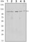 Sirtuin 1 antibody, GTX82793, GeneTex, Western Blot image 