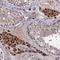 Trafficking Protein Particle Complex 2 Like antibody, HPA041714, Atlas Antibodies, Immunohistochemistry frozen image 