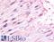 Oxytocin Receptor antibody, LS-A3880, Lifespan Biosciences, Immunohistochemistry paraffin image 