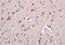 AKAP7 antibody, orb155620, Biorbyt, Immunohistochemistry paraffin image 