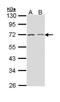 CD86 antibody, PA5-29631, Invitrogen Antibodies, Western Blot image 