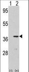 Cyclin Dependent Kinase 3 antibody, LS-C168613, Lifespan Biosciences, Western Blot image 