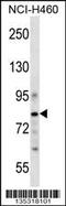 CUB Domain Containing Protein 1 antibody, 58-436, ProSci, Western Blot image 