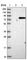 WD And Tetratricopeptide Repeats 1 antibody, HPA028182, Atlas Antibodies, Western Blot image 