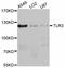 Toll Like Receptor 3 antibody, LS-C747128, Lifespan Biosciences, Western Blot image 