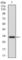 Fibroblast Growth Factor 4 antibody, abx016027, Abbexa, Western Blot image 