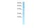 Zinc Finger Protein 500 antibody, PA5-40435, Invitrogen Antibodies, Western Blot image 