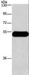 Histamine Receptor H3 antibody, LS-C403224, Lifespan Biosciences, Western Blot image 