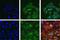 Protein Tyrosine Kinase 2 antibody, 700255, Invitrogen Antibodies, Immunofluorescence image 