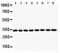 G1/S-specific cyclin-D3 antibody, LS-C343967, Lifespan Biosciences, Western Blot image 