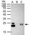 Chromobox 3 antibody, NBP2-15736, Novus Biologicals, Immunoprecipitation image 