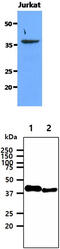 Sorbitol Dehydrogenase antibody, MBS200263, MyBioSource, Western Blot image 
