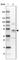 Neuroplastin antibody, HPA051497, Atlas Antibodies, Western Blot image 