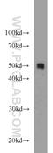 Protein Disulfide Isomerase Family A Member 6 antibody, 18233-1-AP, Proteintech Group, Western Blot image 