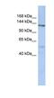 Chondroitin Sulfate Synthase 3 antibody, NBP1-59673, Novus Biologicals, Western Blot image 