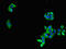 Microtubule Affinity Regulating Kinase 3 antibody, LS-C678573, Lifespan Biosciences, Immunofluorescence image 