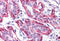 Fyn Related Src Family Tyrosine Kinase antibody, MBS246496, MyBioSource, Immunohistochemistry frozen image 