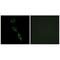 ES Cell Expressed Ras antibody, A08862, Boster Biological Technology, Immunohistochemistry paraffin image 