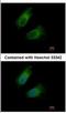 Glutamic-Oxaloacetic Transaminase 2 antibody, NBP2-16708, Novus Biologicals, Immunocytochemistry image 