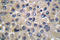 WNK1 antibody, LS-C176254, Lifespan Biosciences, Immunohistochemistry paraffin image 