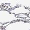 Fructose-Bisphosphatase 2 antibody, PA5-52943, Invitrogen Antibodies, Immunohistochemistry paraffin image 