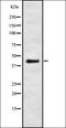 Protein Serine Kinase H2 antibody, orb337659, Biorbyt, Western Blot image 