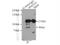 RING finger protein 219 antibody, 24988-1-AP, Proteintech Group, Immunoprecipitation image 