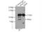 Ring Finger Protein 219 antibody, 24988-1-AP, Proteintech Group, Immunoprecipitation image 