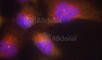 Neurotrophic Receptor Tyrosine Kinase 2 antibody, AP0422, ABclonal Technology, Immunofluorescence image 