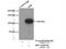 RB Transcriptional Corepressor 1 antibody, 25628-1-AP, Proteintech Group, Immunoprecipitation image 