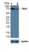 T-Box 3 antibody, LS-C296580, Lifespan Biosciences, Western Blot image 