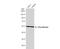 Glucokinase antibody, NBP1-33144, Novus Biologicals, Western Blot image 