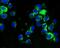 CD27 Molecule antibody, NBP2-75434, Novus Biologicals, Immunofluorescence image 