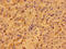 Purinergic Receptor P2Y1 antibody, orb401220, Biorbyt, Immunohistochemistry paraffin image 