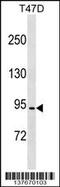 Coiled-Coil Domain Containing 66 antibody, 59-377, ProSci, Western Blot image 