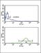 Glutamic-Oxaloacetic Transaminase 2 antibody, PA5-35374, Invitrogen Antibodies, Flow Cytometry image 