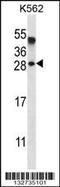 Amelogenin X-Linked antibody, 56-898, ProSci, Western Blot image 