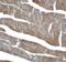 Caspase-12 antibody, 3195, ProSci, Immunohistochemistry paraffin image 