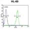 Olfactory Receptor Family 2 Subfamily F Member 2 antibody, abx026188, Abbexa, Western Blot image 