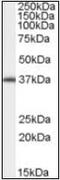 Aryl Hydrocarbon Receptor Interacting Protein antibody, orb88309, Biorbyt, Western Blot image 