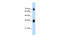 Kelch Like ECH Associated Protein 1 antibody, 28-177, ProSci, Western Blot image 