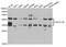 TNF Superfamily Member 13b antibody, A5858, ABclonal Technology, Western Blot image 