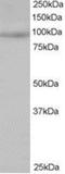 Mitogen-Activated Protein Kinase Kinase Kinase Kinase 1 antibody, NB100-1045, Novus Biologicals, Western Blot image 