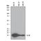 Interleukin 13 antibody, AF1945, R&D Systems, Western Blot image 